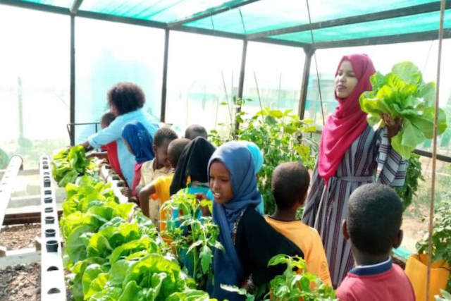 Mise en place des jardins scolaires et de cultures hydroponiques en appui aux écoles rurales à Djibouti